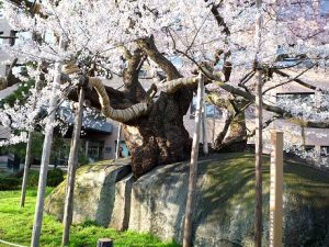 石割桜の写真